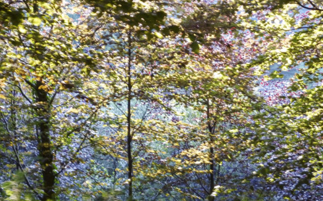 Ne pas modifier le titre, il sert pour l'accueil !